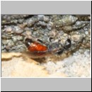 Sphecodes crassus - Blutbiene w005b 4mm - OS-Terasse det.jpg